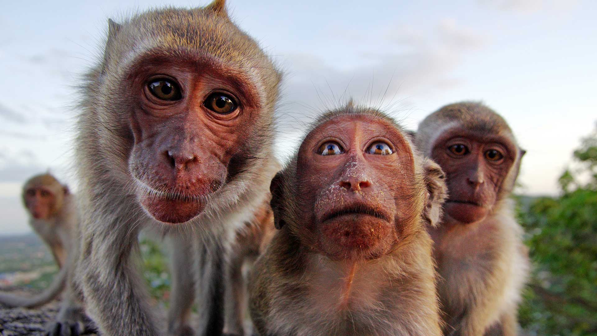 Kids Quiz : World Monkey Day