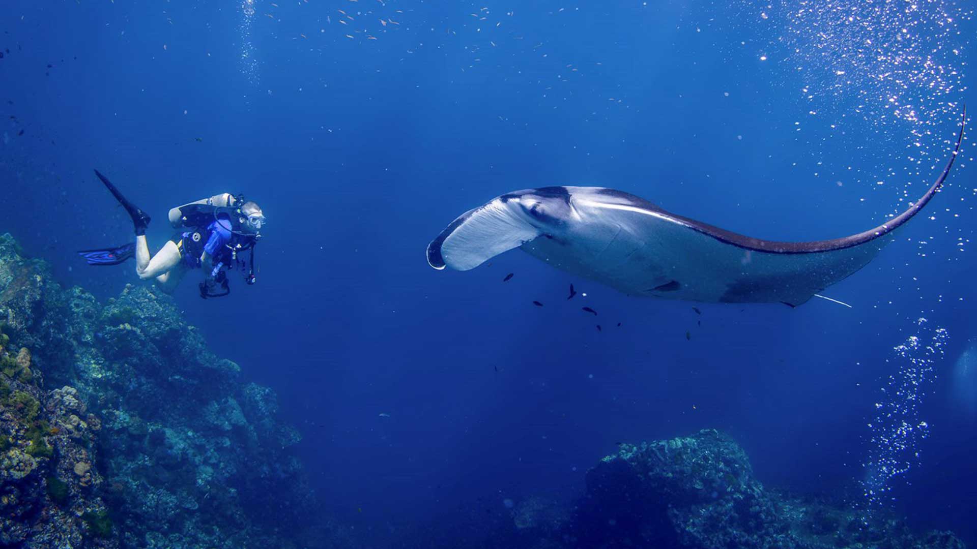 Discover Phuket’s Underwater Wonders