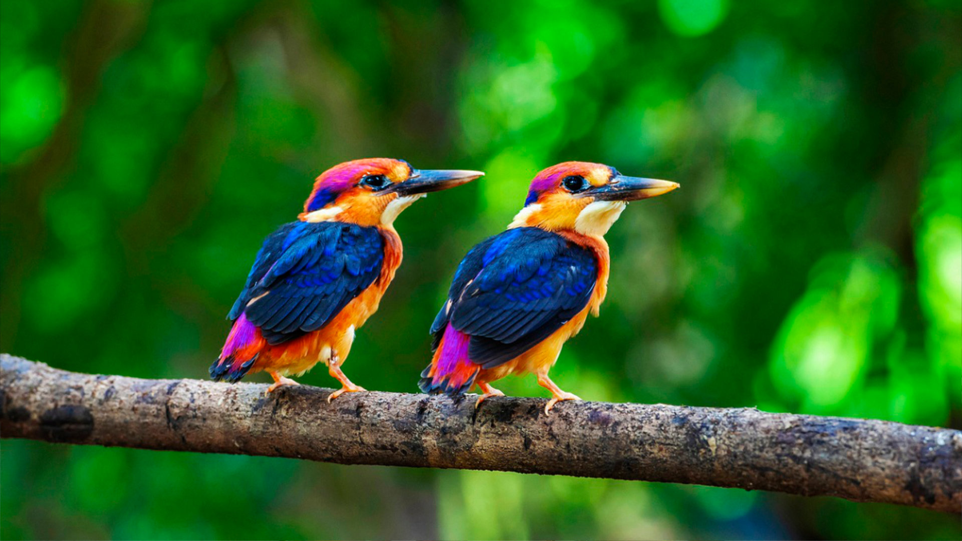 Hot Deals, Luxury & Wild Adventure: Goa’s Other Side