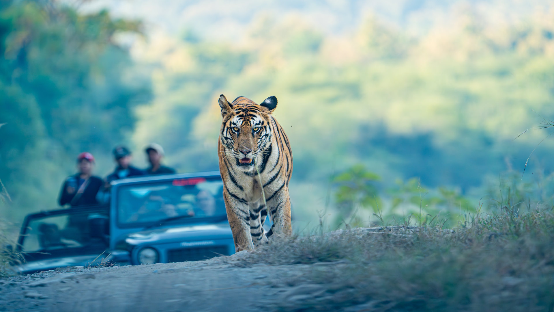 Subcontinental Safari: Discover India’s Wild Side