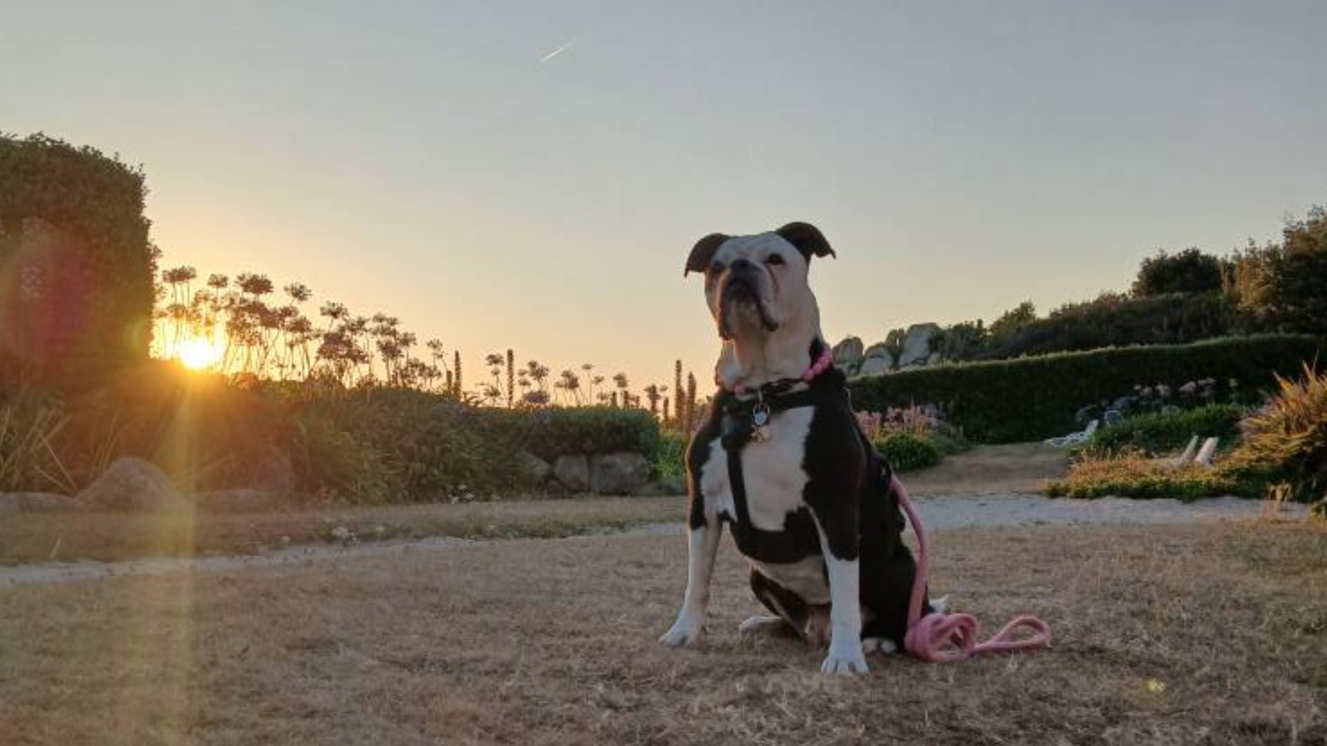 It’s a Dog’s Life in Scilly – just ask Samantha!