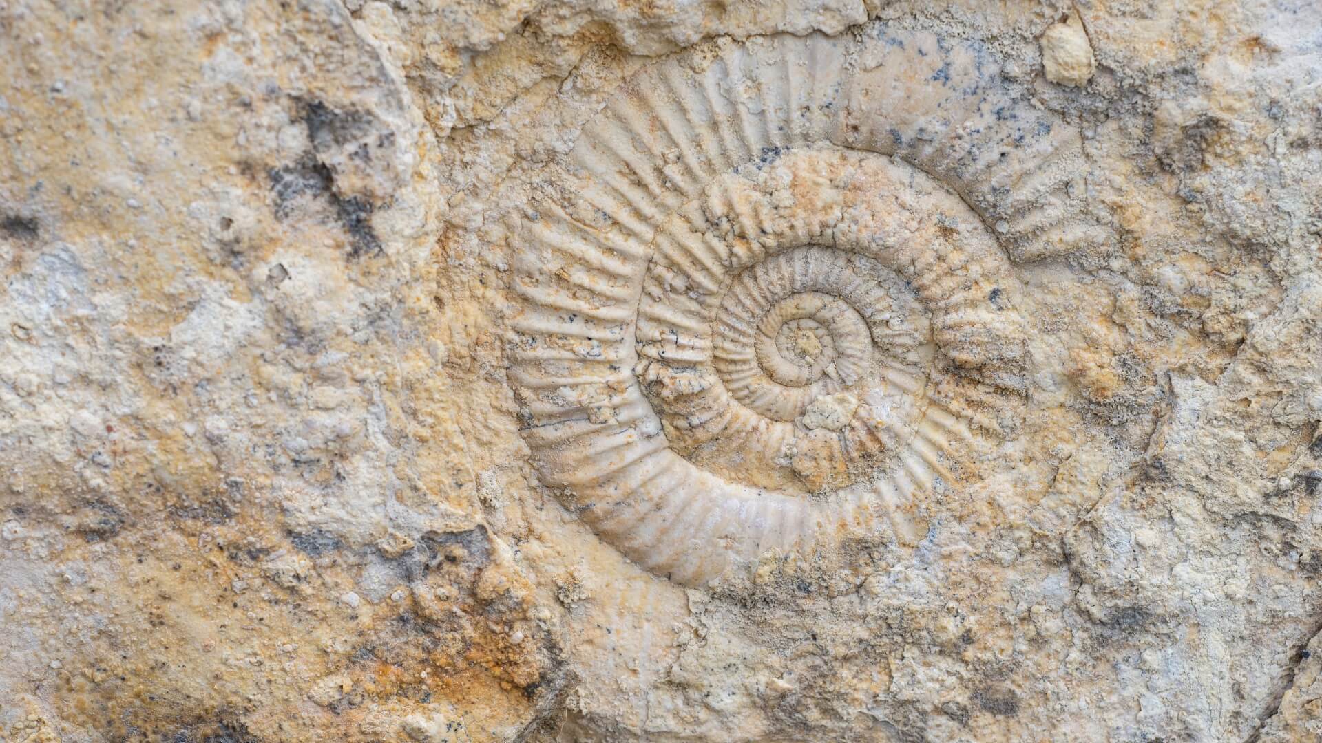 Jurassic Journeys: Fossils at Karma La Herriza