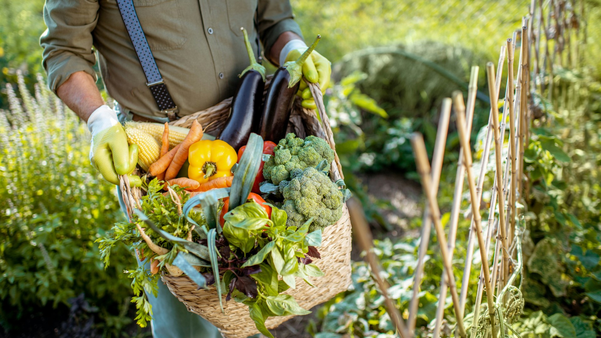Real Food Renaissance