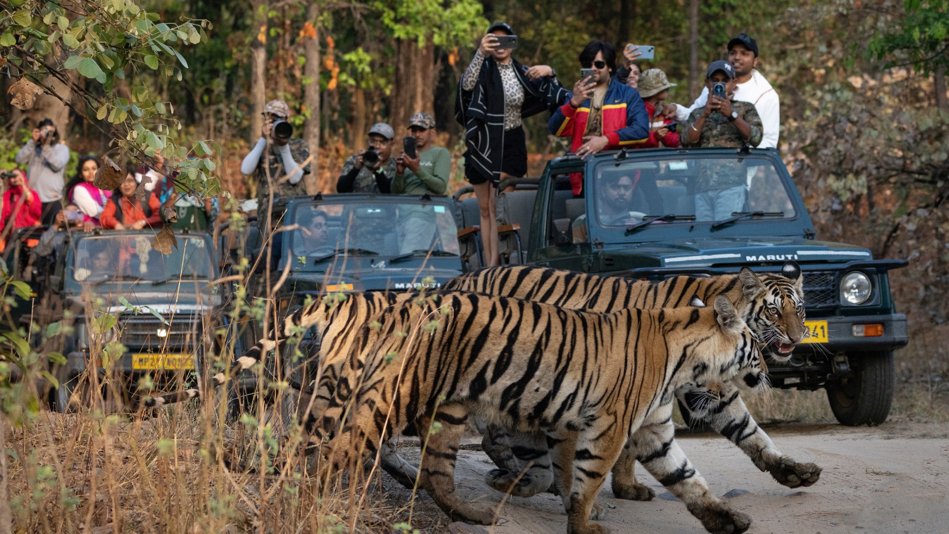 Right Place. Right Month. Jungle Rules at 75% Off Points