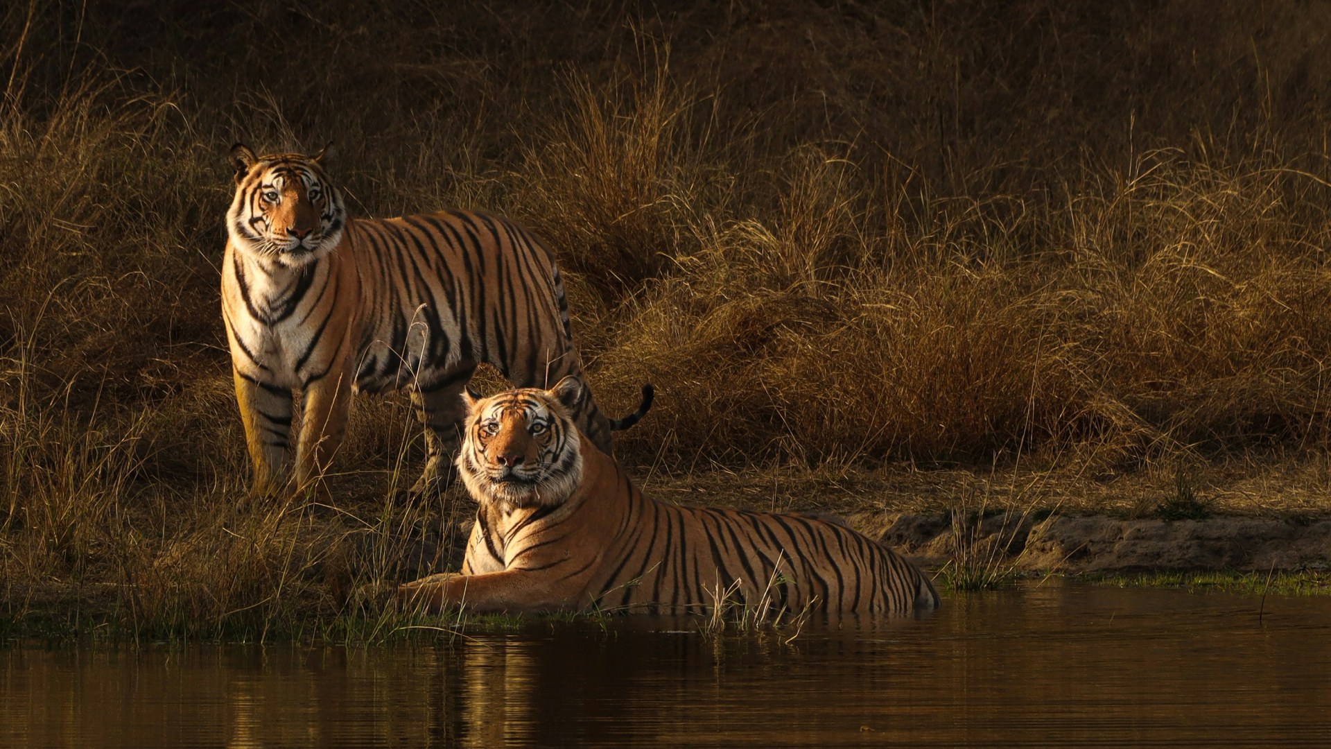 Tiger Season In The Land Of The Gods