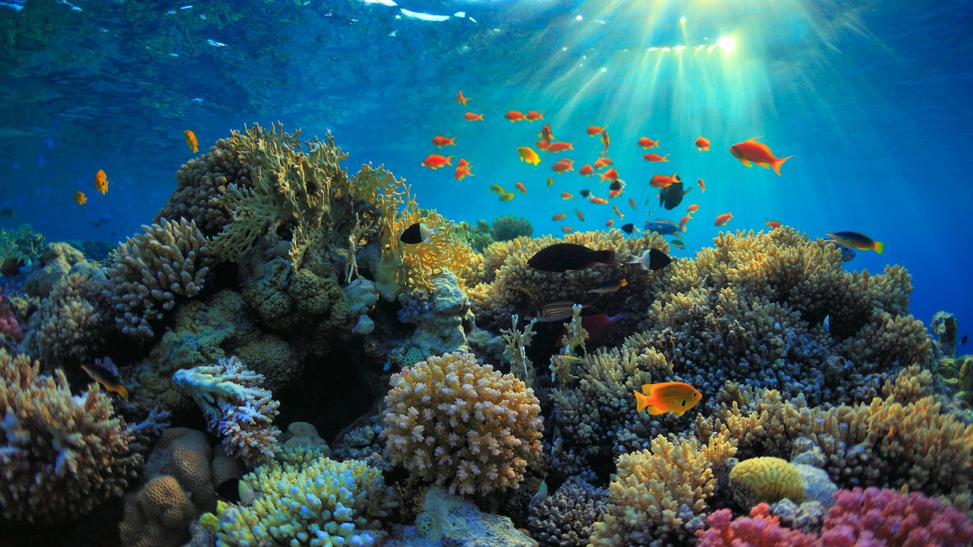 World Ocean Day Deep Dive