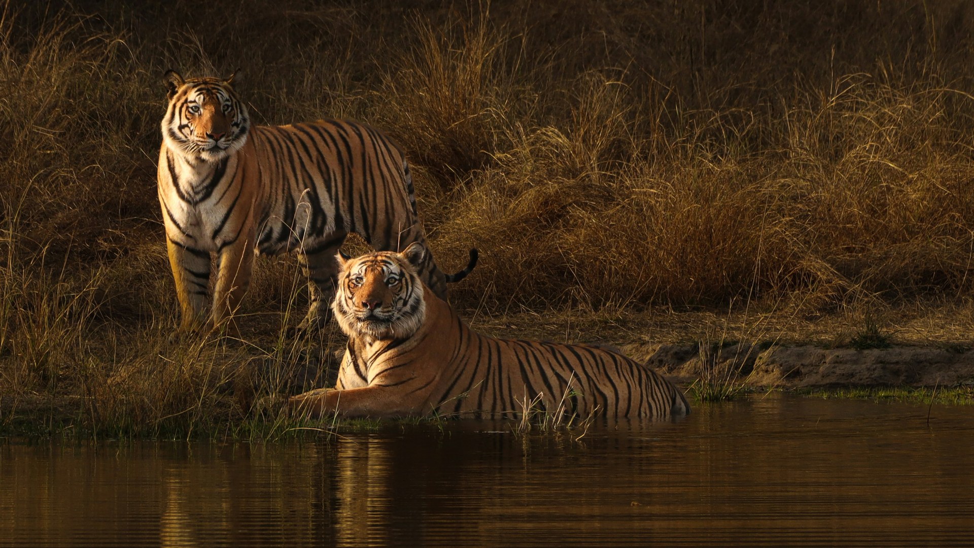 From Tiger Country To The Angkor Equinox