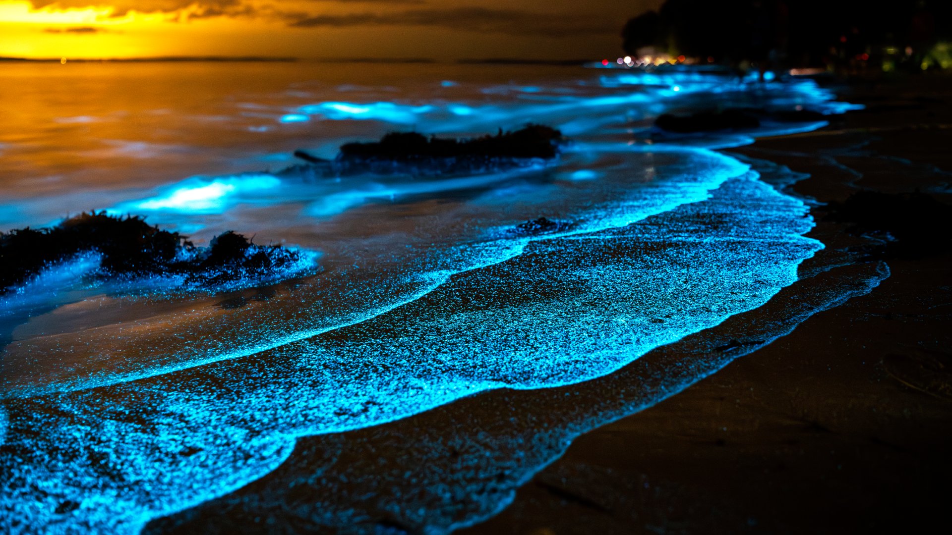 Electric Waves & Goa Glows