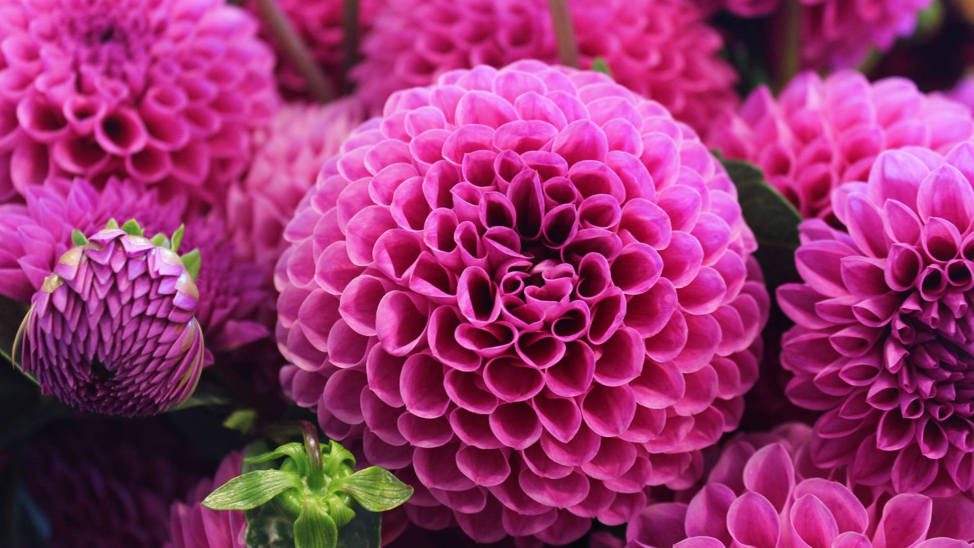 Blooms That Tell A Story